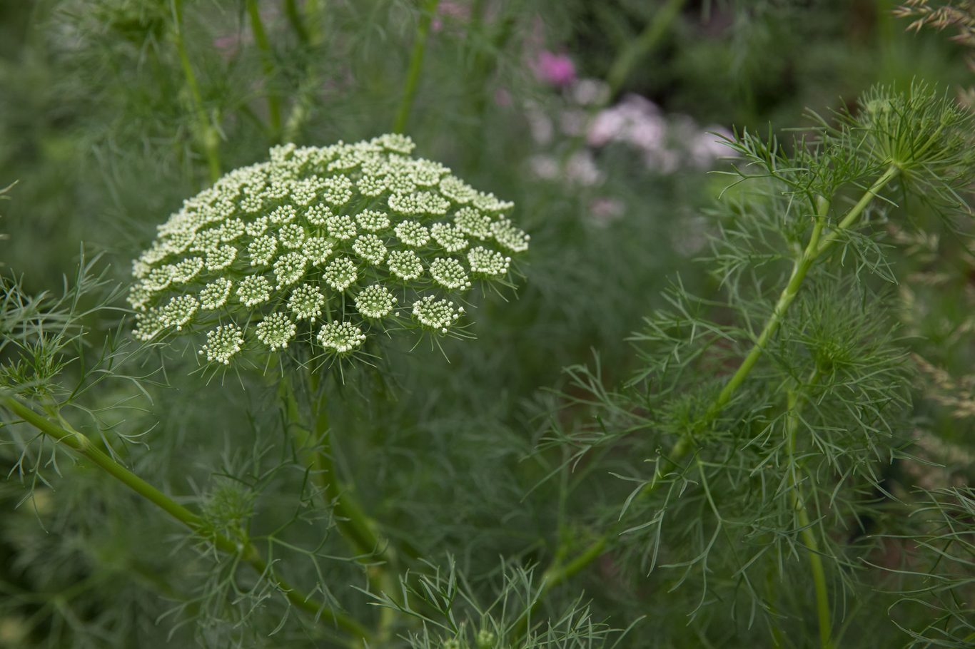 2048x1365pxHamptonCourtFlowerShow010719SCAmmiGreenMista1-1-2e4dd79