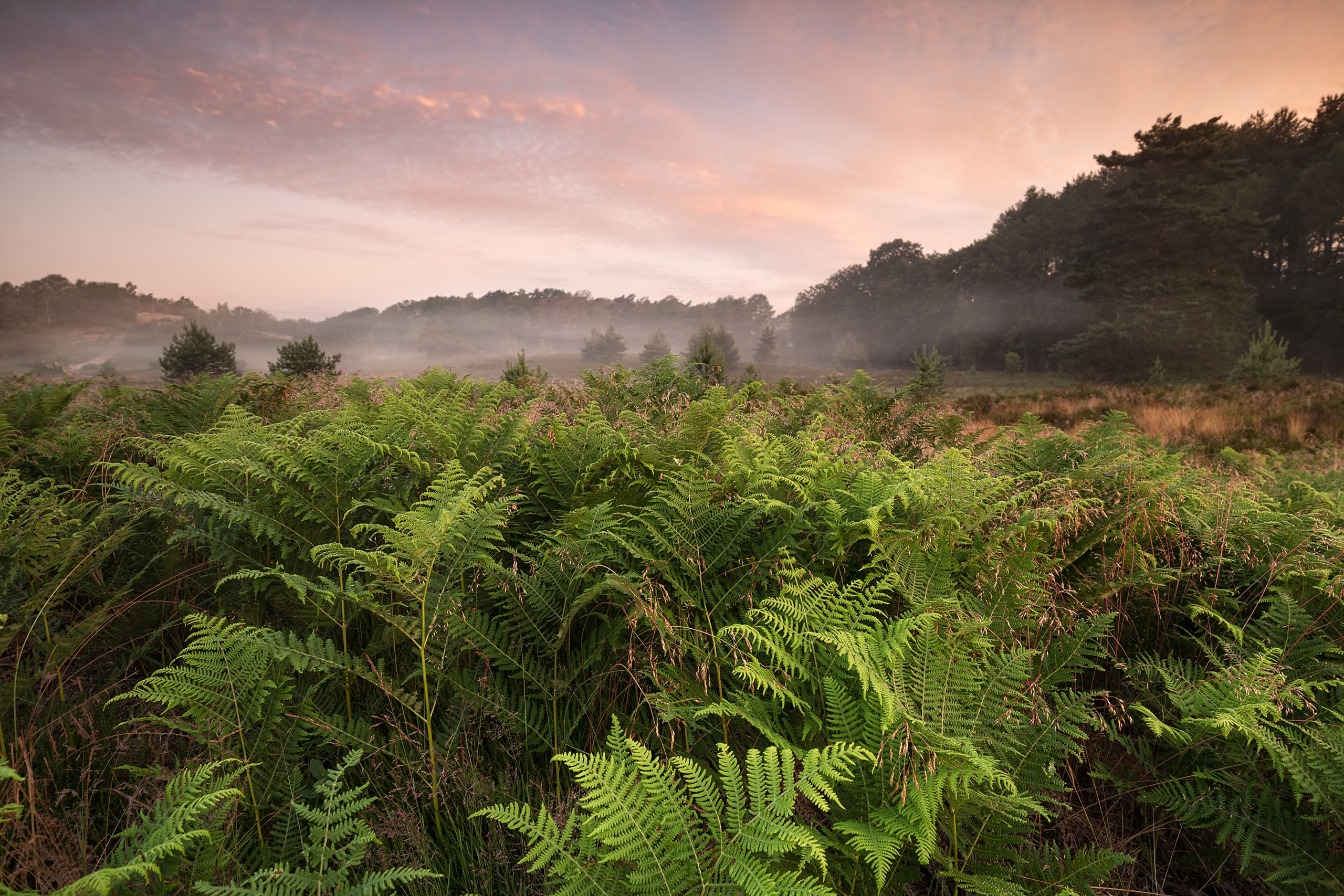 green fern in fog at summer sunrise