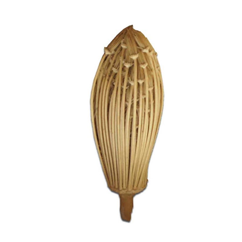 khella-ammi-visnaga