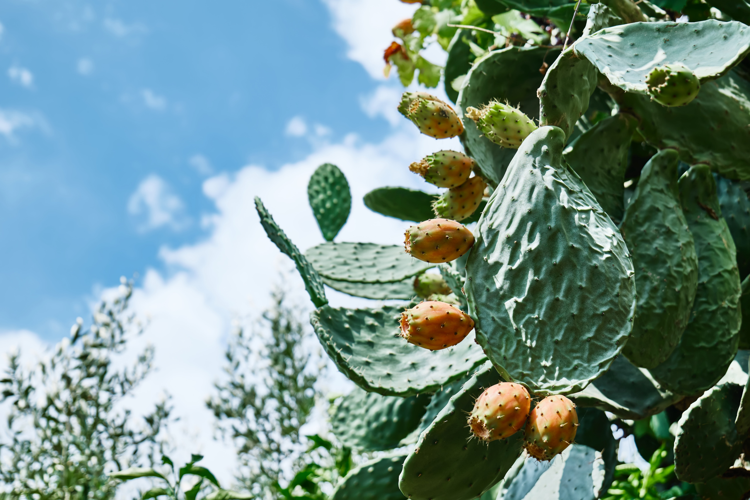 Prickly pear Opuntia Cactus or ficus-indica. Indian fig opuntia with ripe sweet fruits. Edible cactus fruits. Sicily garden.